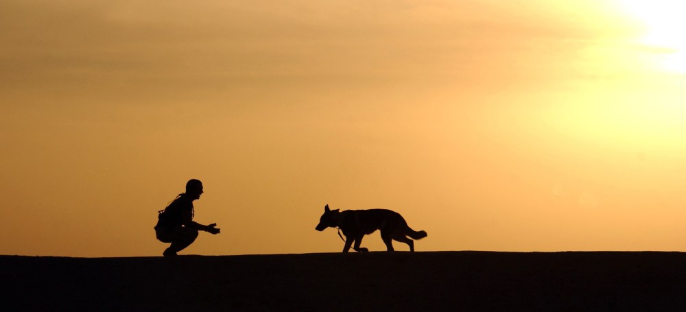 Teaching old dogs, learning new skills, learn blogging